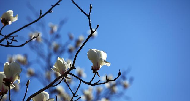 玉兰花是什么时候开（观赏玉兰花花期简介）