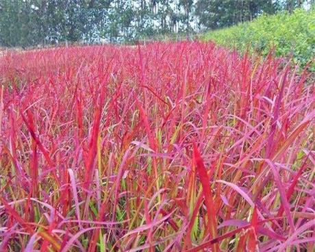 蓝羊茅怎么养（有关蓝羊茅种植方法和注意事项）