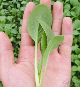 小白菜什么时候种植（小白菜种植方法和时间）