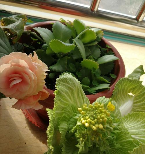 小白菜什么时候种植（小白菜种植方法和时间）
