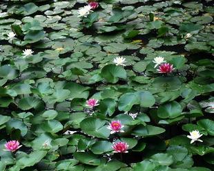 水生植物有哪些品种（常见水生植物品种图解）