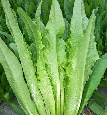 油麦菜怎么种植容易发芽（油麦菜种植方法和时间）