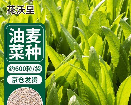 油麦菜怎么种植容易发芽（油麦菜种植方法和时间）