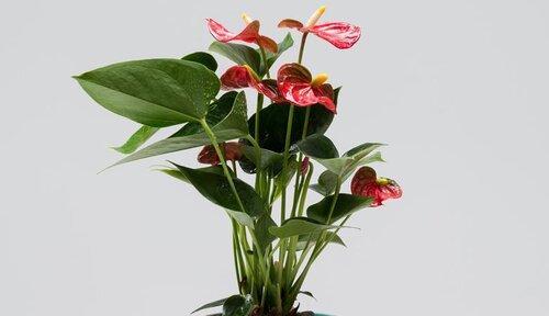 一帆风顺花怎么浇水（有关一帆风顺的养护技巧）