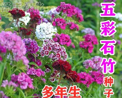 五彩石竹怎么种植（描述五彩石竹种植注意事项）
