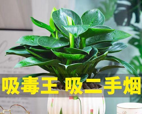 盆栽金钻如何养（金钻的养殖方法和注意事项）