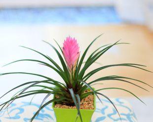 紫花凤梨如何养殖（紫花凤梨养殖方法讲解）