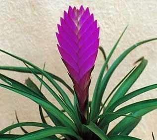 紫花凤梨如何养殖（紫花凤梨养殖方法讲解）