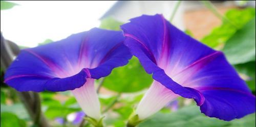 牵牛花有哪些特点（有关牵牛花特征描写）
