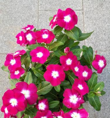 长春花夏天怎么养（长春花的养殖方法讲解）