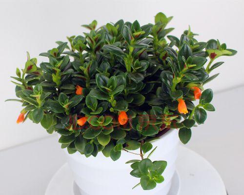 金鱼花怎么养才能更旺盛（详解金鱼花的养护技巧）