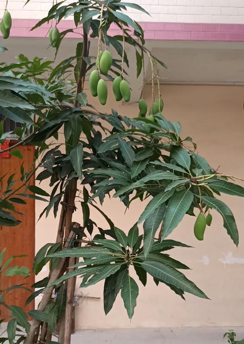 芒果盆栽几年才能结果（芒果树盆栽的种植技巧）