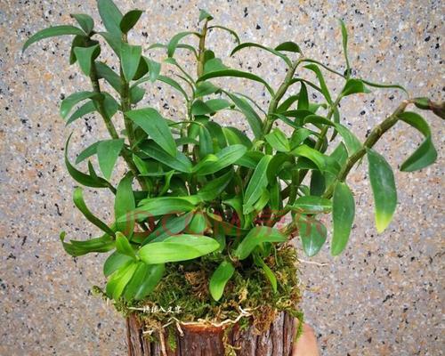 铁皮石斛怎样栽培好（铁皮石斛的养护和繁殖）