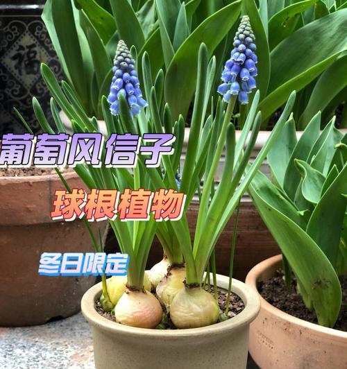 葡萄风信子怎么种（关于风信子的养殖方法和注意事项）