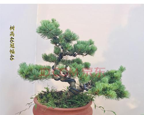 松树盆景造型教程（打造独特的松树盆景艺术品）