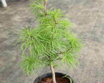 松树盆景造型教程（打造独特的松树盆景艺术品）