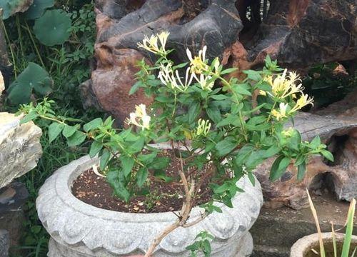 茶叶怎么栽才生根快（教你茶的栽培技术）