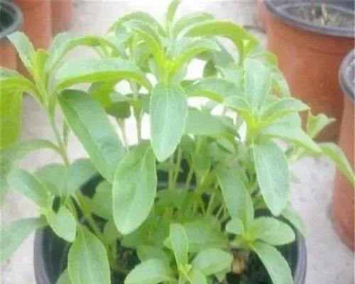 茶叶怎么栽才生根快（教你茶的栽培技术）