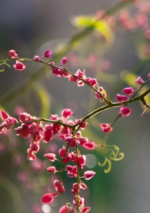 春天什么花开（盘点春天八种最美的花）