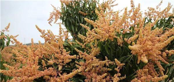 芒果怎么种植（芒果树种植时间及方法）