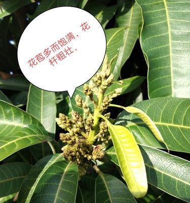芒果怎么种植（芒果树种植时间及方法）
