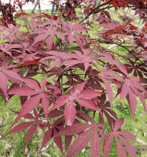 10公分鸡爪枫要长几年（枫树种子种植方法）