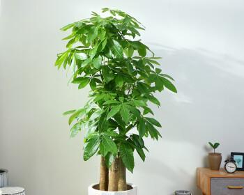 办公室适合放什么植物（办公室大型绿植推荐）