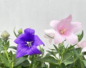 洋桔梗花苗怎么养好（洋桔梗种子的种植方法步骤）