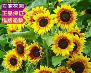 向日葵品种有哪些（必买的向日葵种类介绍）