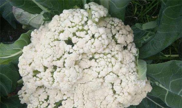 花菜什么时候种最合适（菜花种植时间与方法）