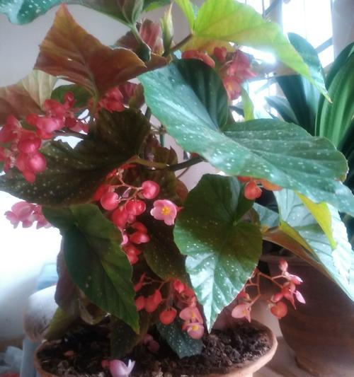 竹节海棠多久开花（养护竹节海棠的注意事项）