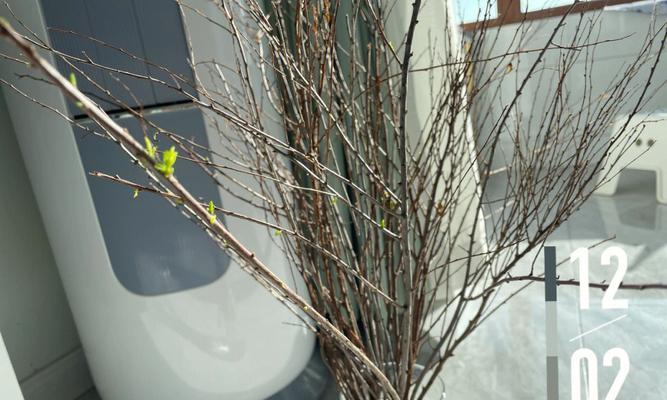 银柳发芽了怎么养（银柳盆栽的养殖方法）