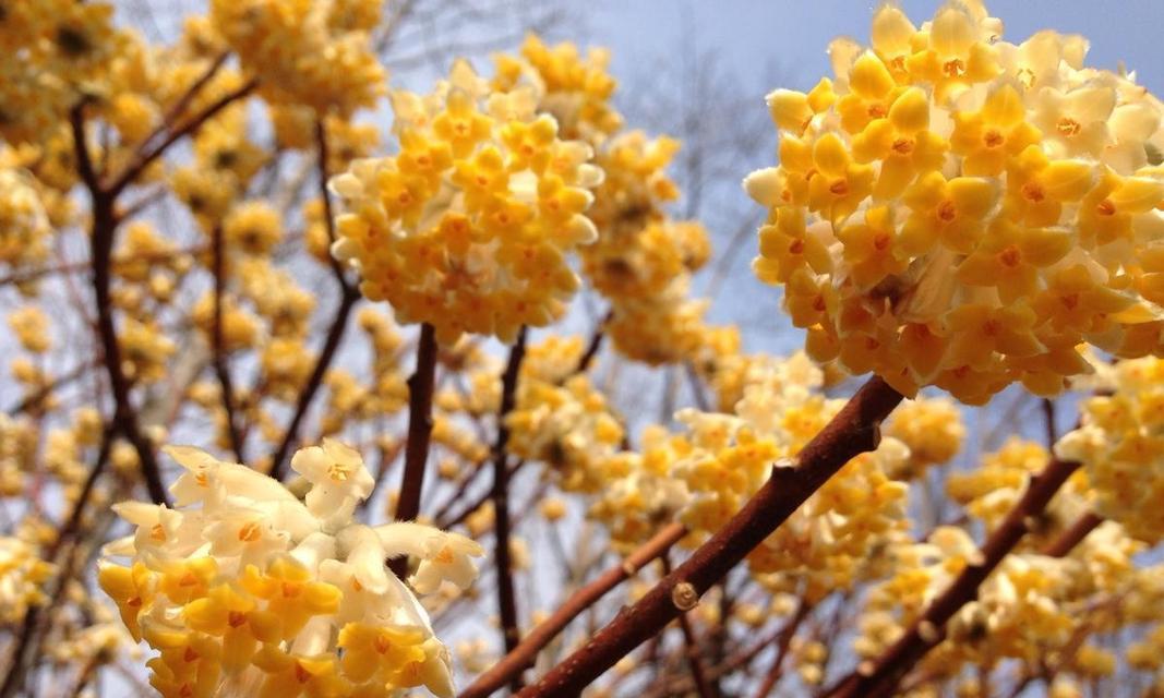 结香花如何养（结香花的养护知识）