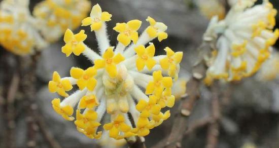 结香花如何养（结香花的养护知识）
