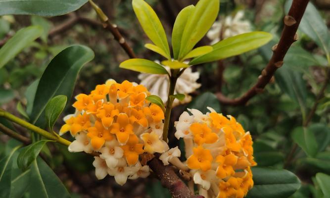 结香花如何养（结香花的养护知识）