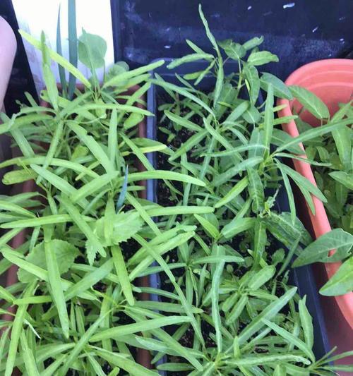 怎样种空心菜出得好又快（有关种植空心菜的技巧）