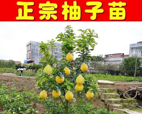 柚子怎样种植与管理（柚子栽培技术要点）