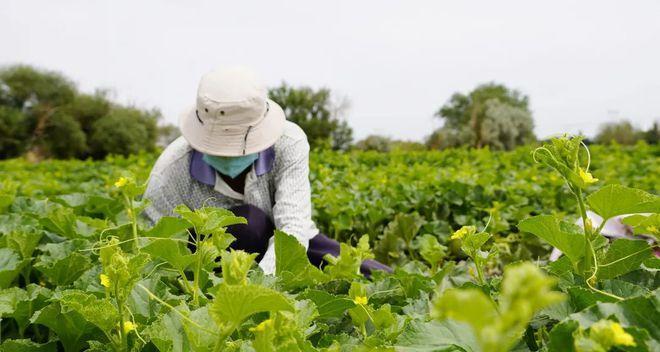 甜瓜什么时候种植（甜瓜种植方法和时间）