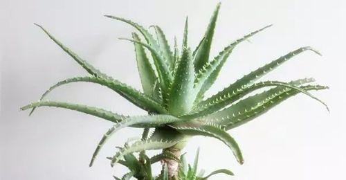 芦荟分几种有哪些（芦荟的种类及图片）
