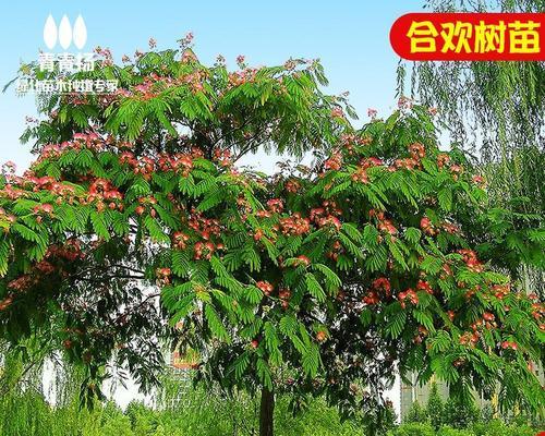 树的资料和特点（关于有关园林绿化树木图片）