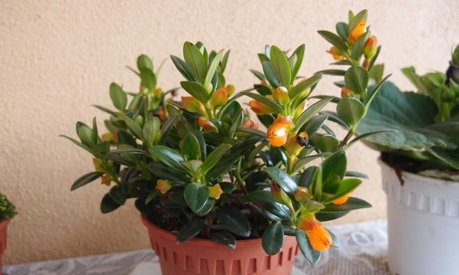 金鱼花怎么养才能开花（金鱼花养殖方法与技巧）