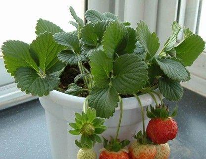 盆栽草莓用什么土（有关草莓种植土壤要求）