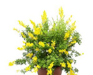木本植物花卉盆景大全耐寒（室外过冬）