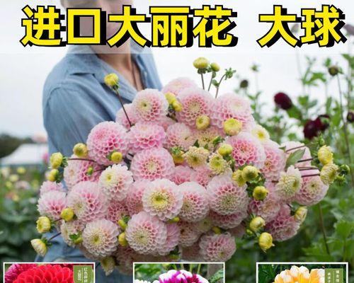 大丽花如何种植（大丽花种植方法步骤）