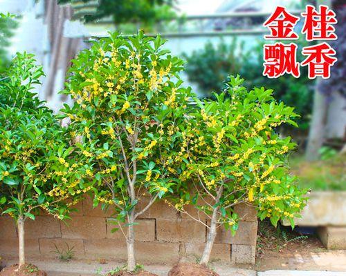桂花怎么养殖（桂花盆栽的栽培技术）