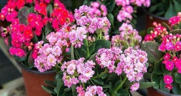 长寿花叶子栽培方法（养长寿花的注意事项）