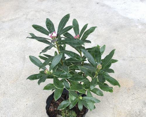 金边瑞香花怎样养（金边瑞香的养护小窍门）