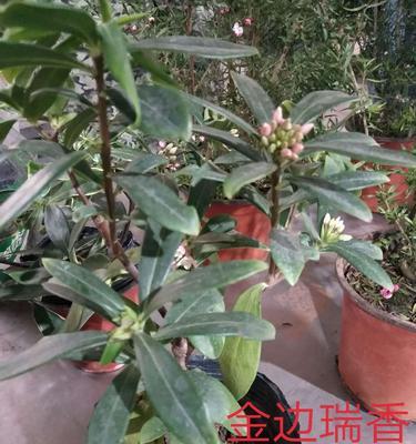 金边瑞香花怎样养（金边瑞香的养护小窍门）