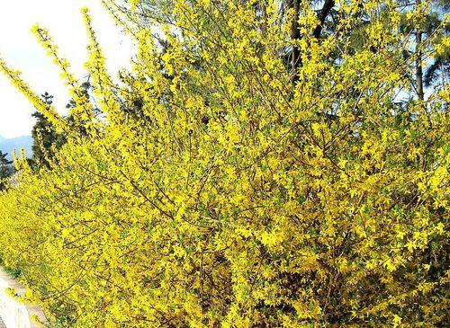 迎春花如何种植（迎春花种植技术要点）