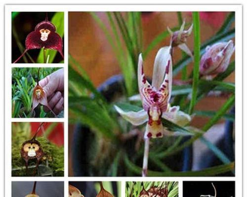 猴面兰花怎么种植（猴面兰花的种植技术）